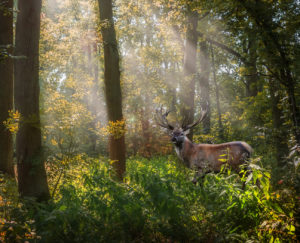 FALLOW BUCK by Sam Segar