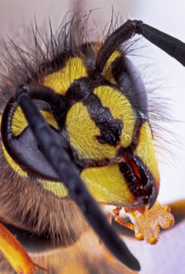 COMMON WASP CLOSE UP by Tony Mead