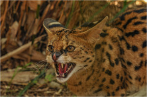SERVAL by Sue Willoughby